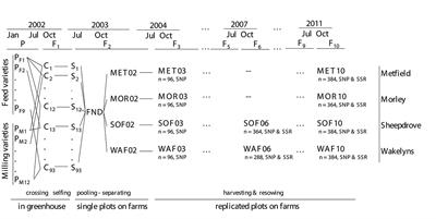 Natural Selection Towards Wild-Type in Composite Cross Populations of Winter Wheat